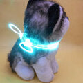 The Z1 Dog, Cat Night Light Collar